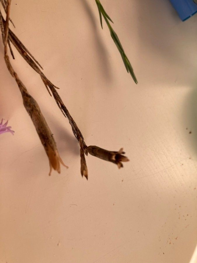 Dianthus gallicus fruit