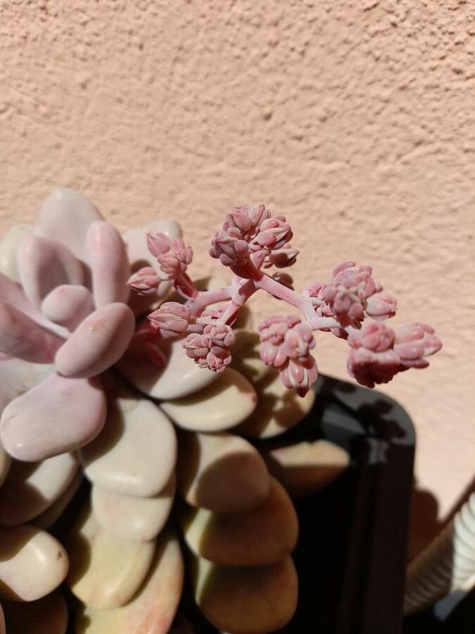 Graptopetalum amethystinum flower