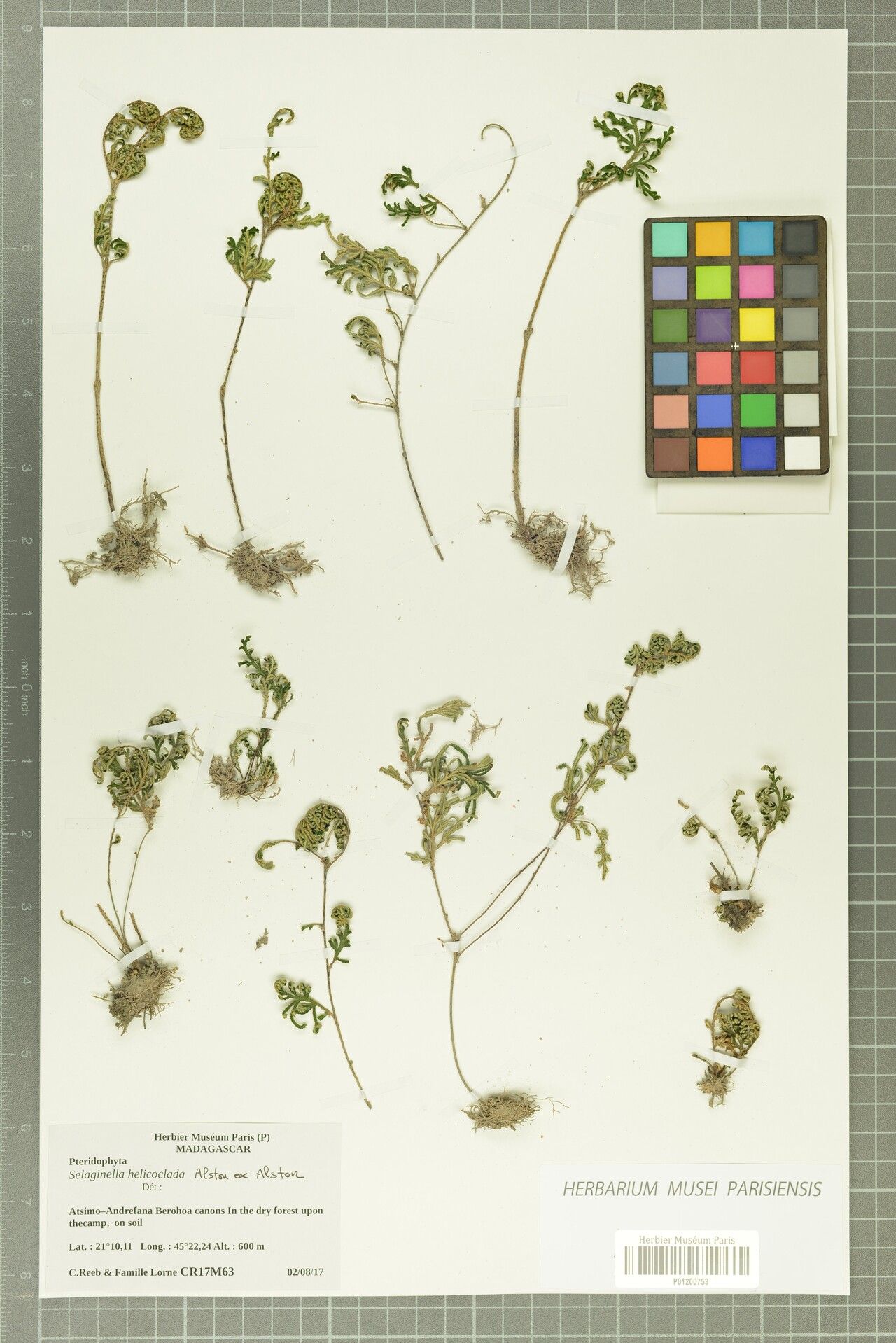 Selaginella helicoclada — houseplant care guide