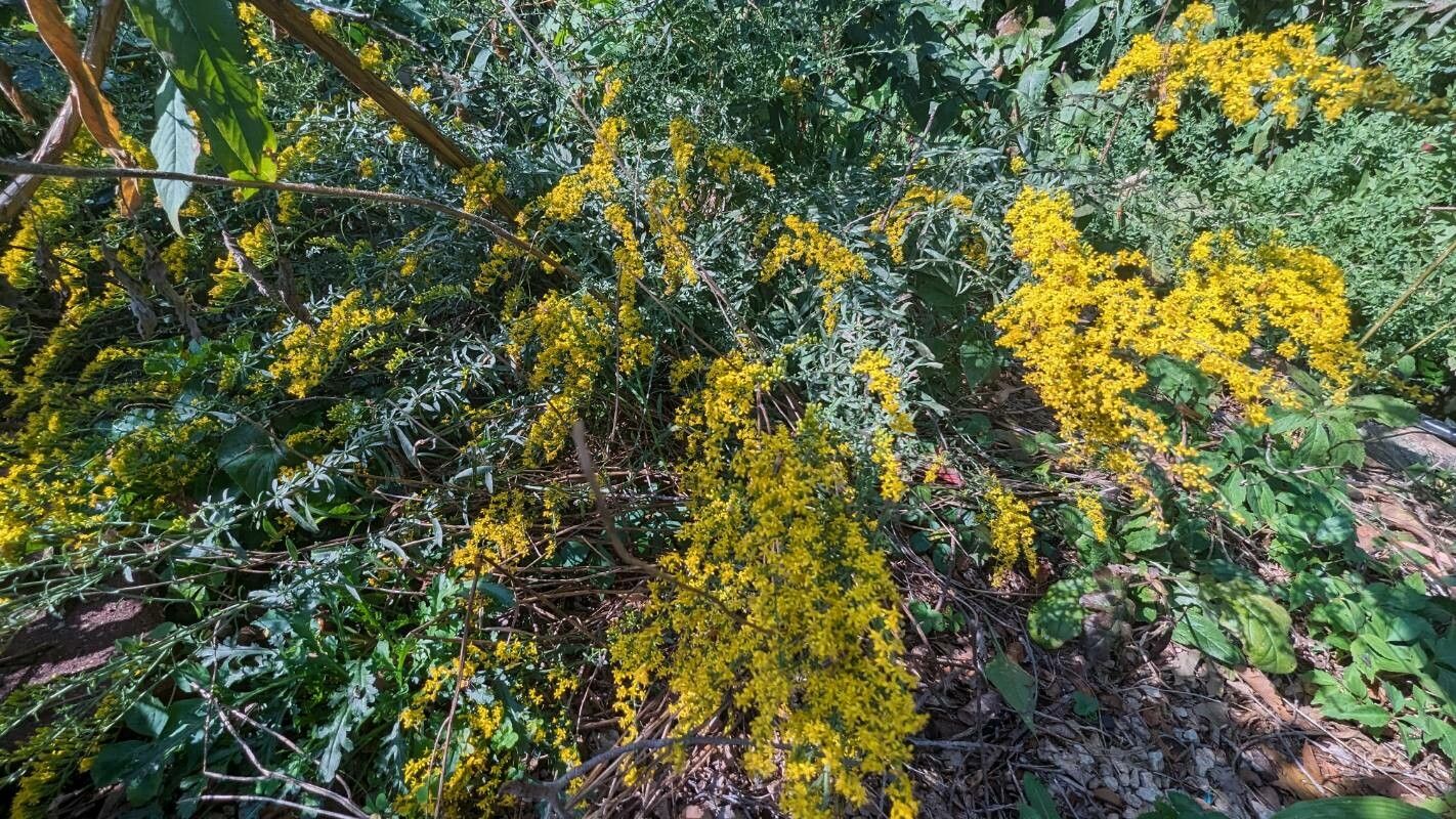 Solidago drummondii — search result for 'Solidago'