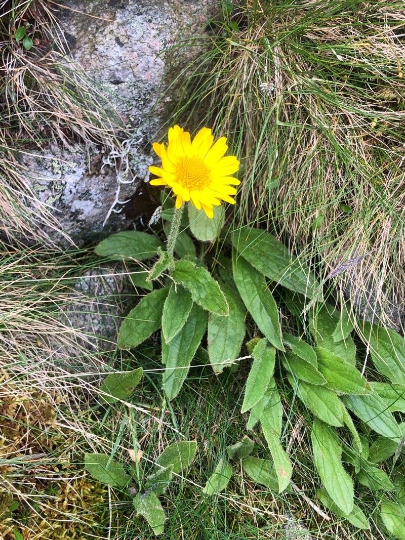 Doronicum clusii habit