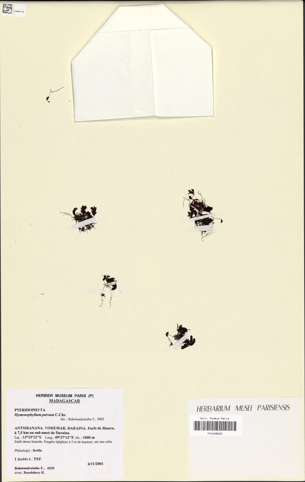 Hymenophyllum balfourii — related species from the same genus