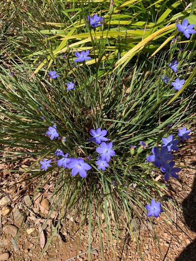 Orthrosanthus polystachyus — related species from the same genus