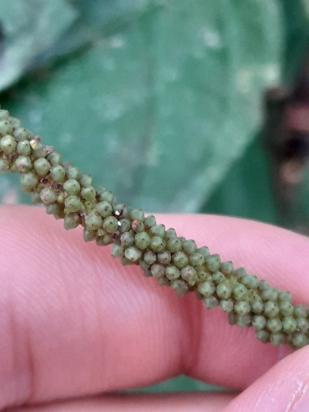 Piper bartlingianum fruit