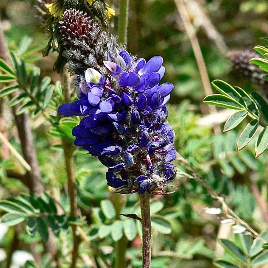 Lupinus neomexicanus — search result for 'Lupinus'