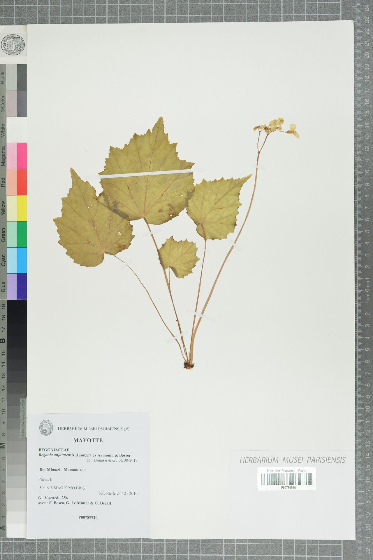 Begonia anjuanensis — houseplant care guide