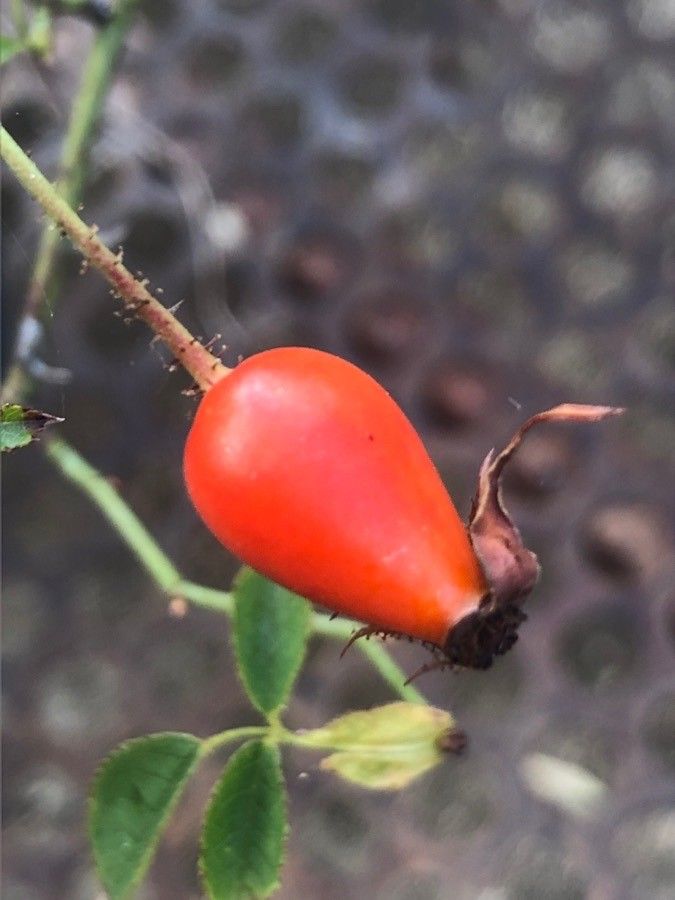 Rosa × nitidula fruit