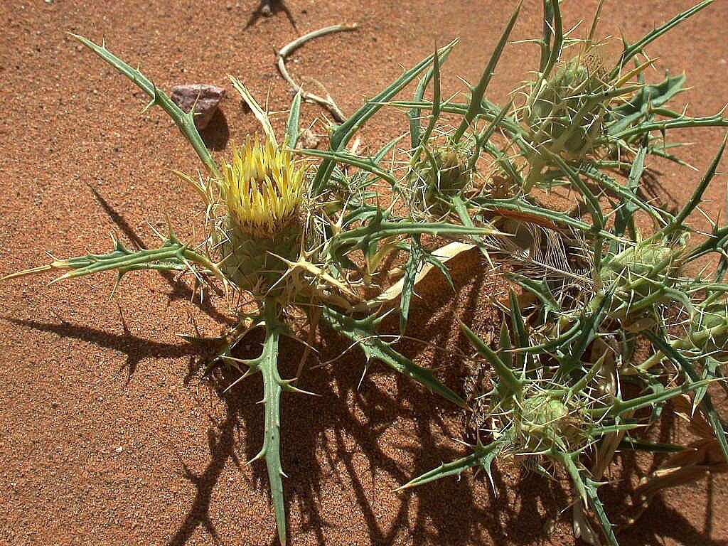 Atractylis delicatula — houseplant care guide