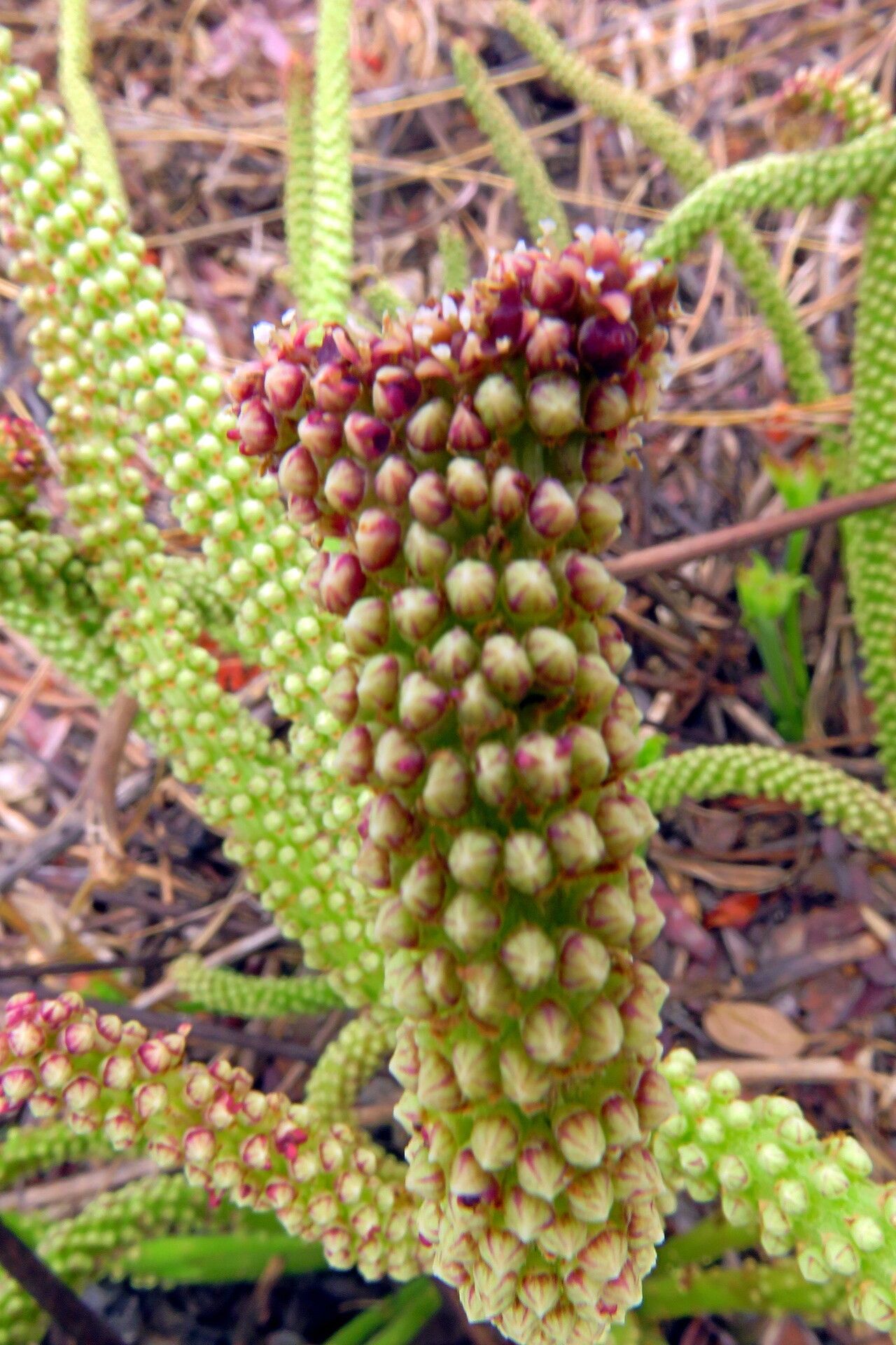 Cussonia corbisieri — search result for 'Cussonia'