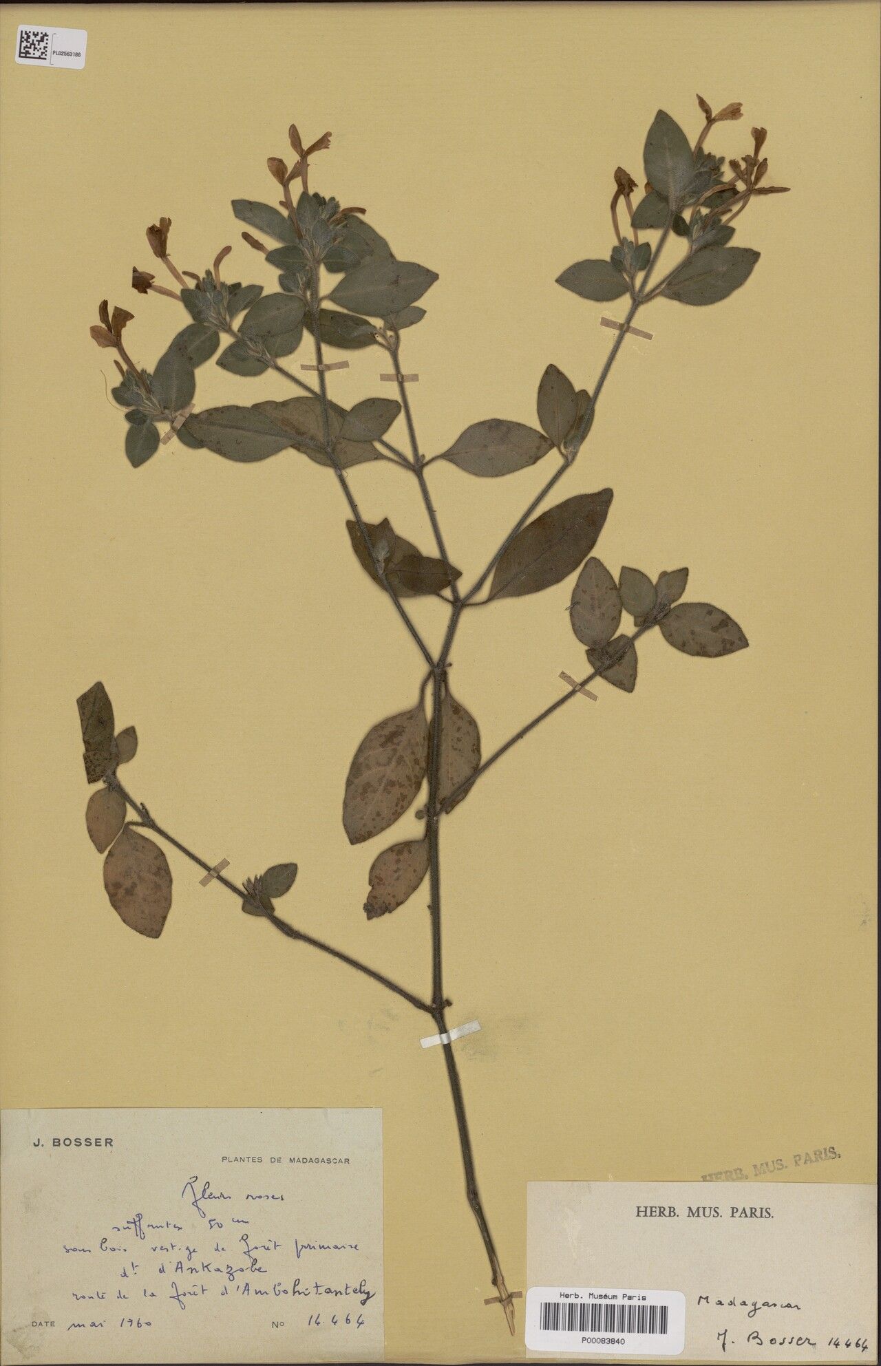 Hypoestes bosseri — houseplant care guide