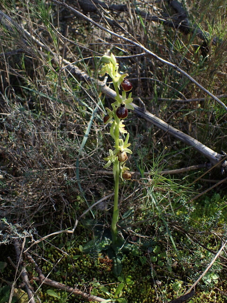 Ophrys occidentalis habit