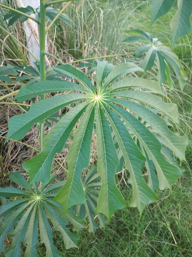 Manihot grahamii leaf