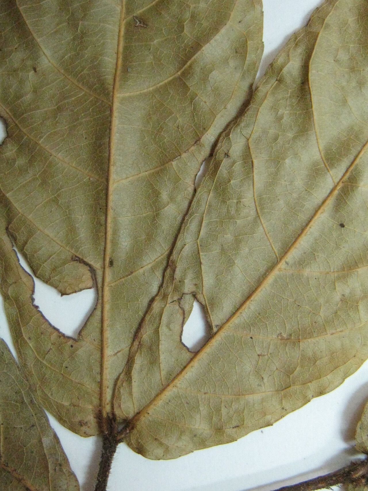 Rinorea neglecta other