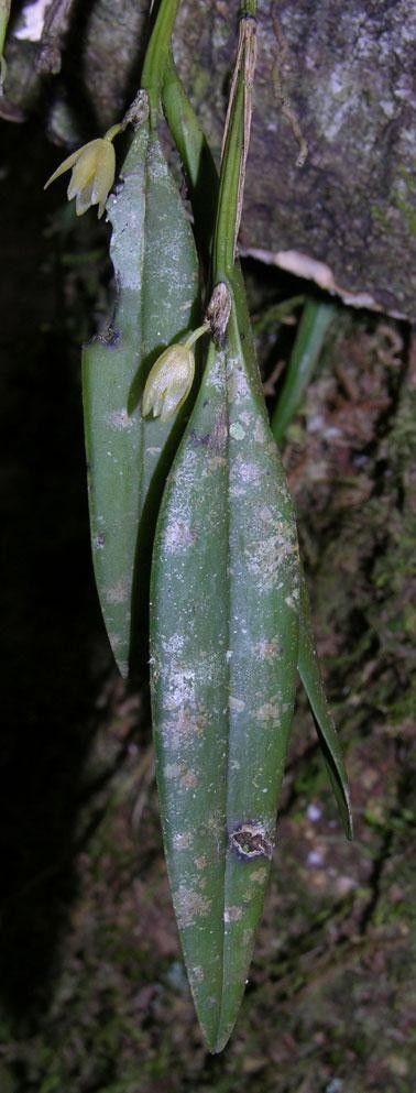 Octomeria costaricensis — related species from the same genus
