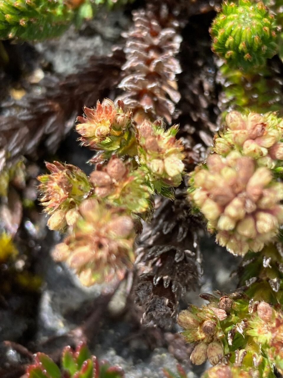 Alchemilla hispidula flower