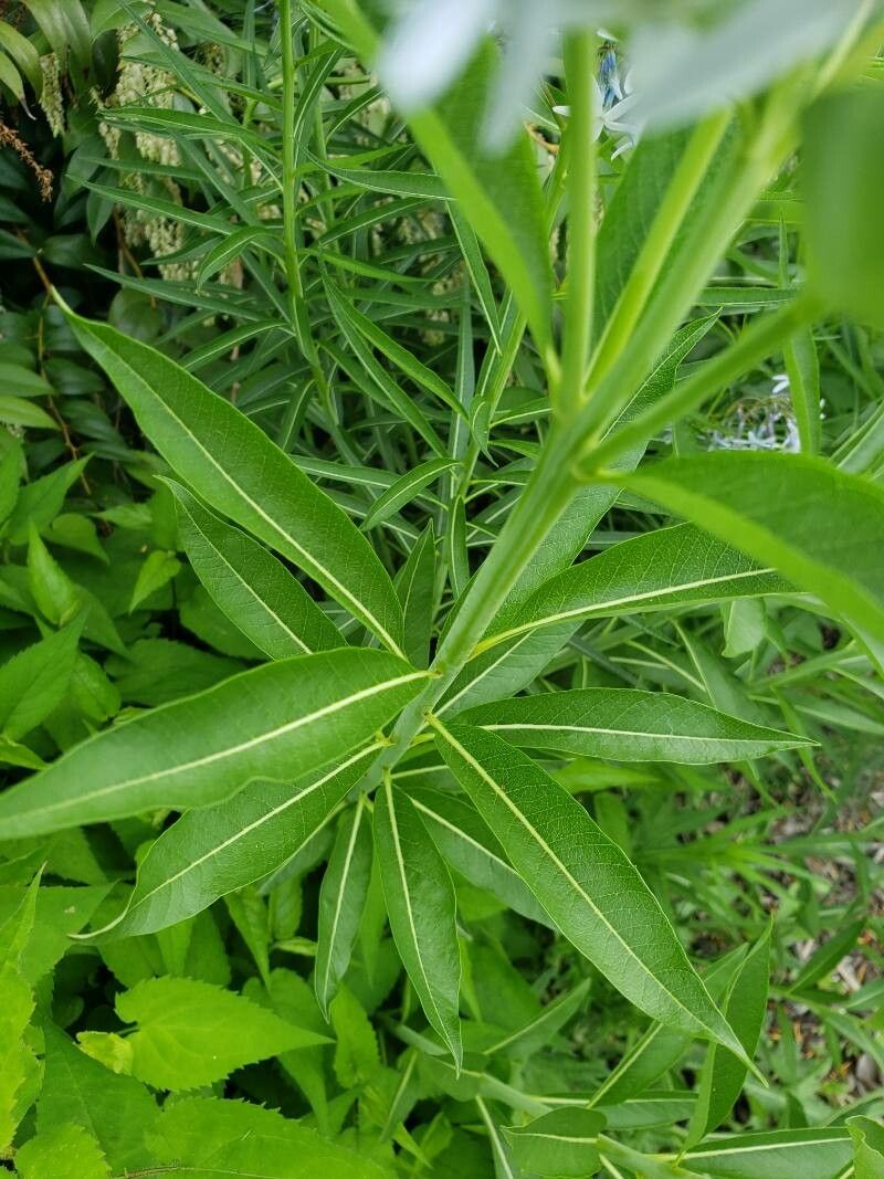 Amsonia tabernaemontana — search result for 'Apocynaceae'