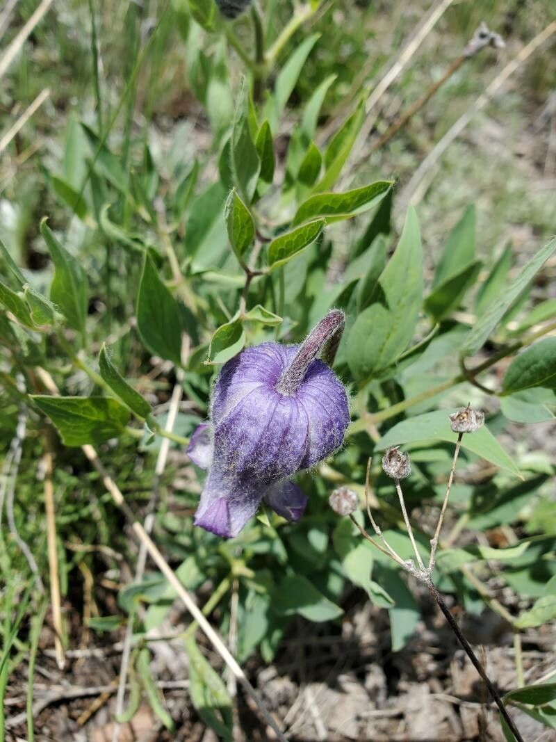 Clematis hirsutissima flower
