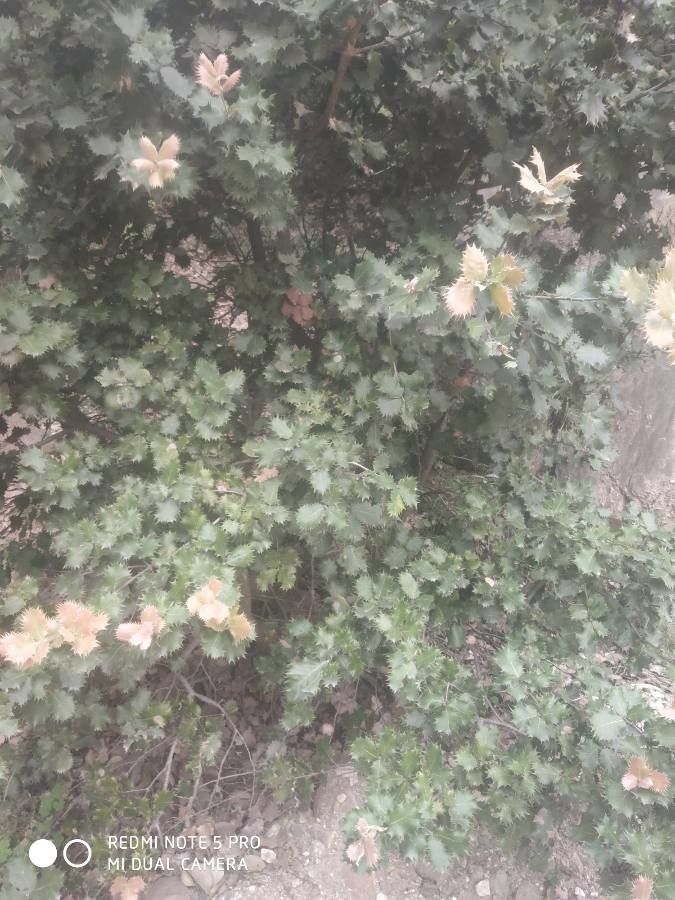 Quercus spinosa leaf