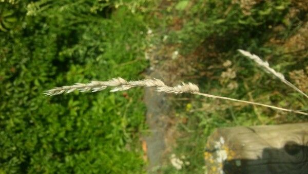 Andropogon gerardii flower