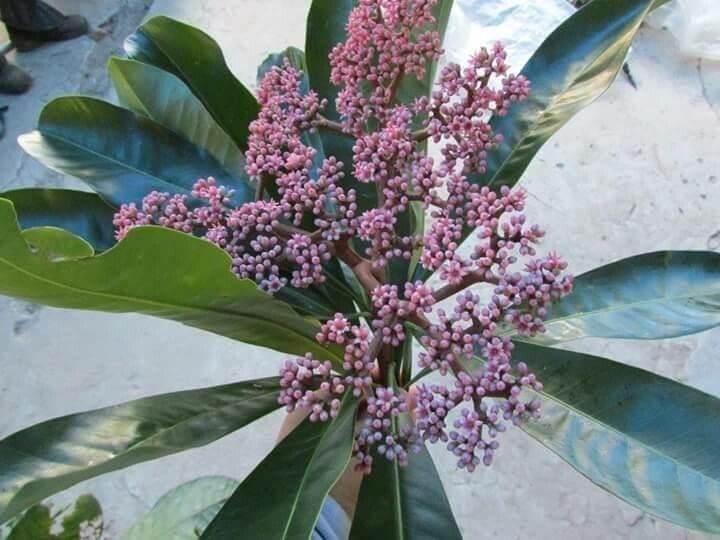 Badula borbonica flower