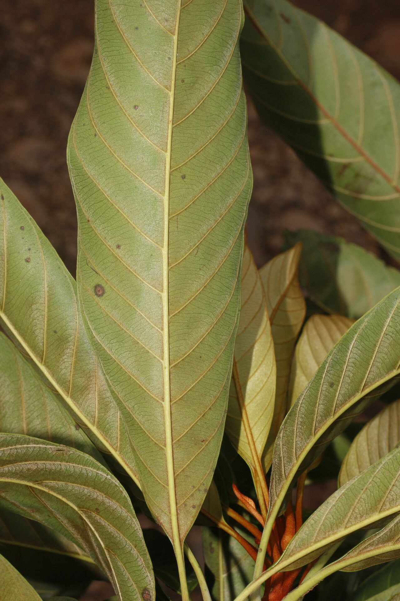 Chrysophyllum colombianum — houseplant care guide