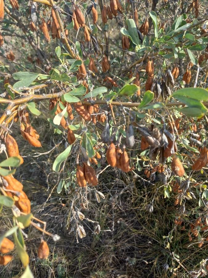 Halimodendron halodendron fruit