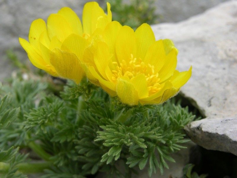 Adonis distorta flower