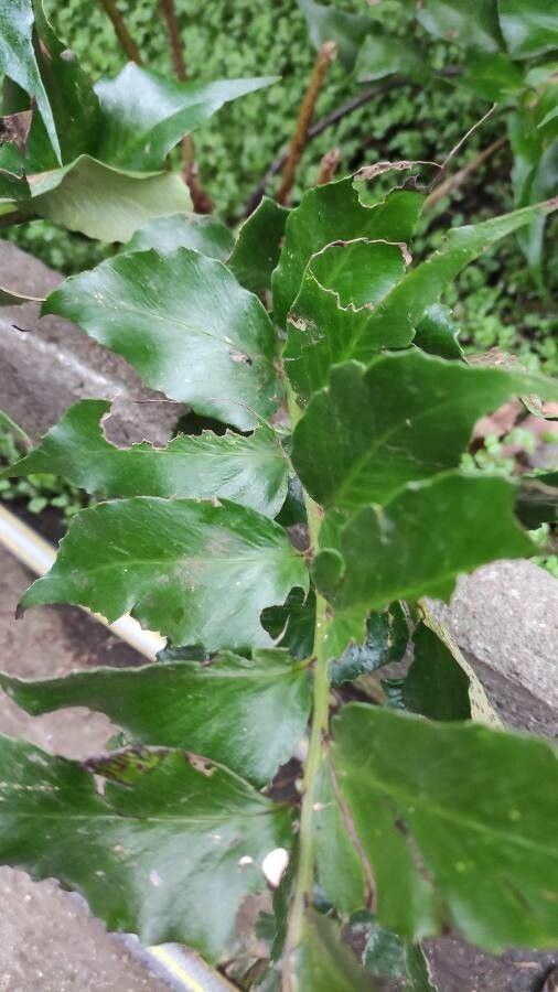 Cyrtomium falcatum leaf
