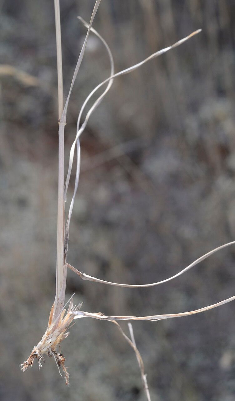 Helictochloa bromoides leaf