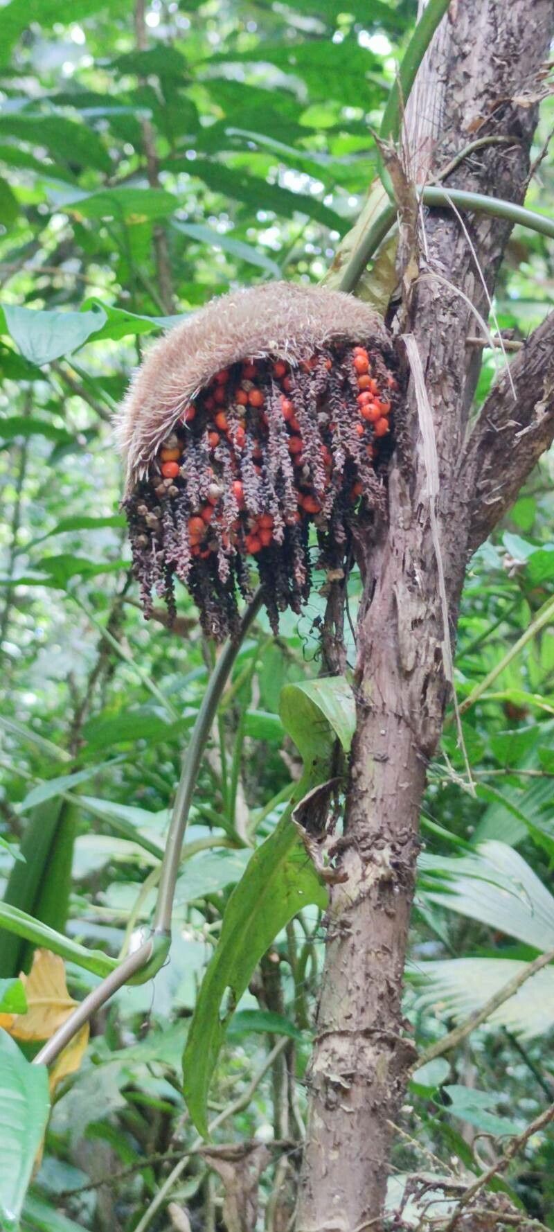 Bactris glandulosa — houseplant care guide