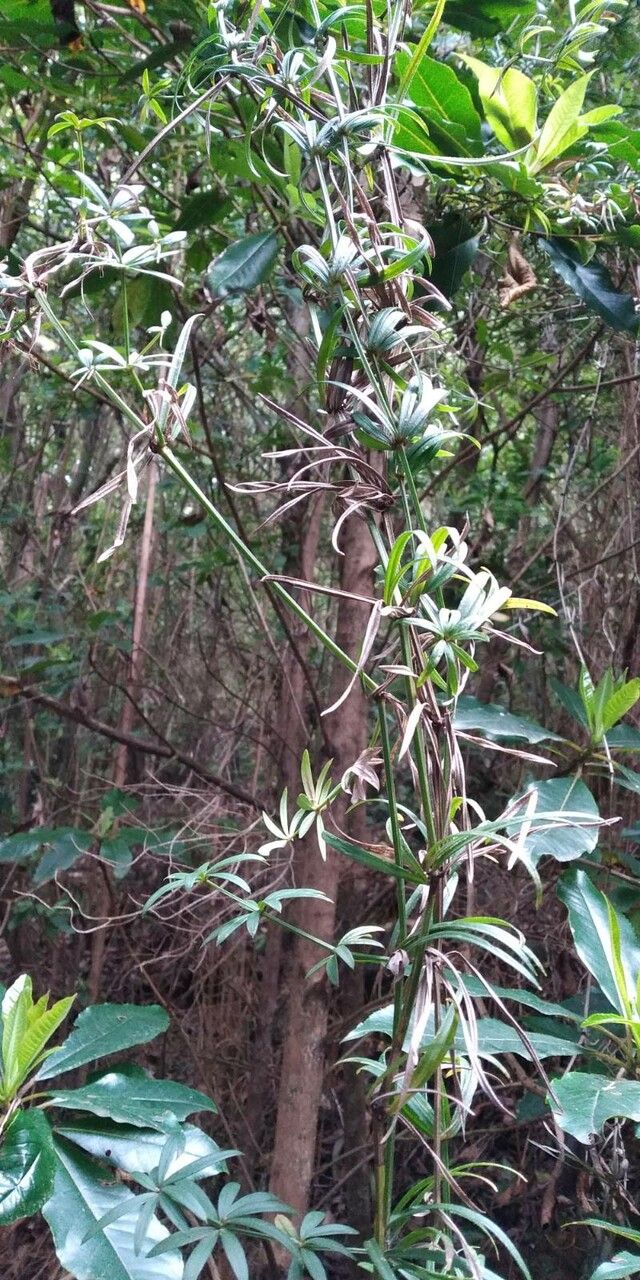 Rubia agostinhoi — search result for 'Azores'