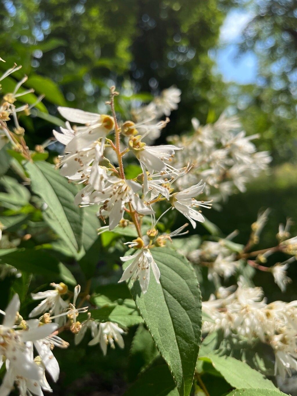 Deutzia corymbosa flower