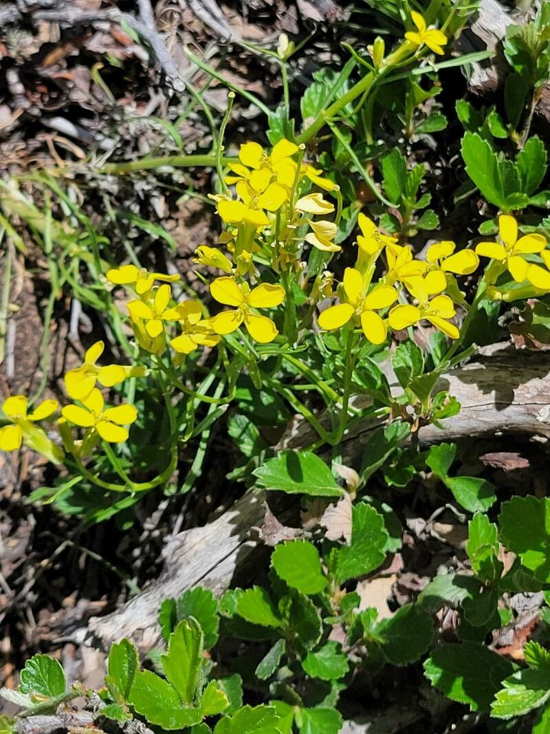 Erysimum capitatum flower