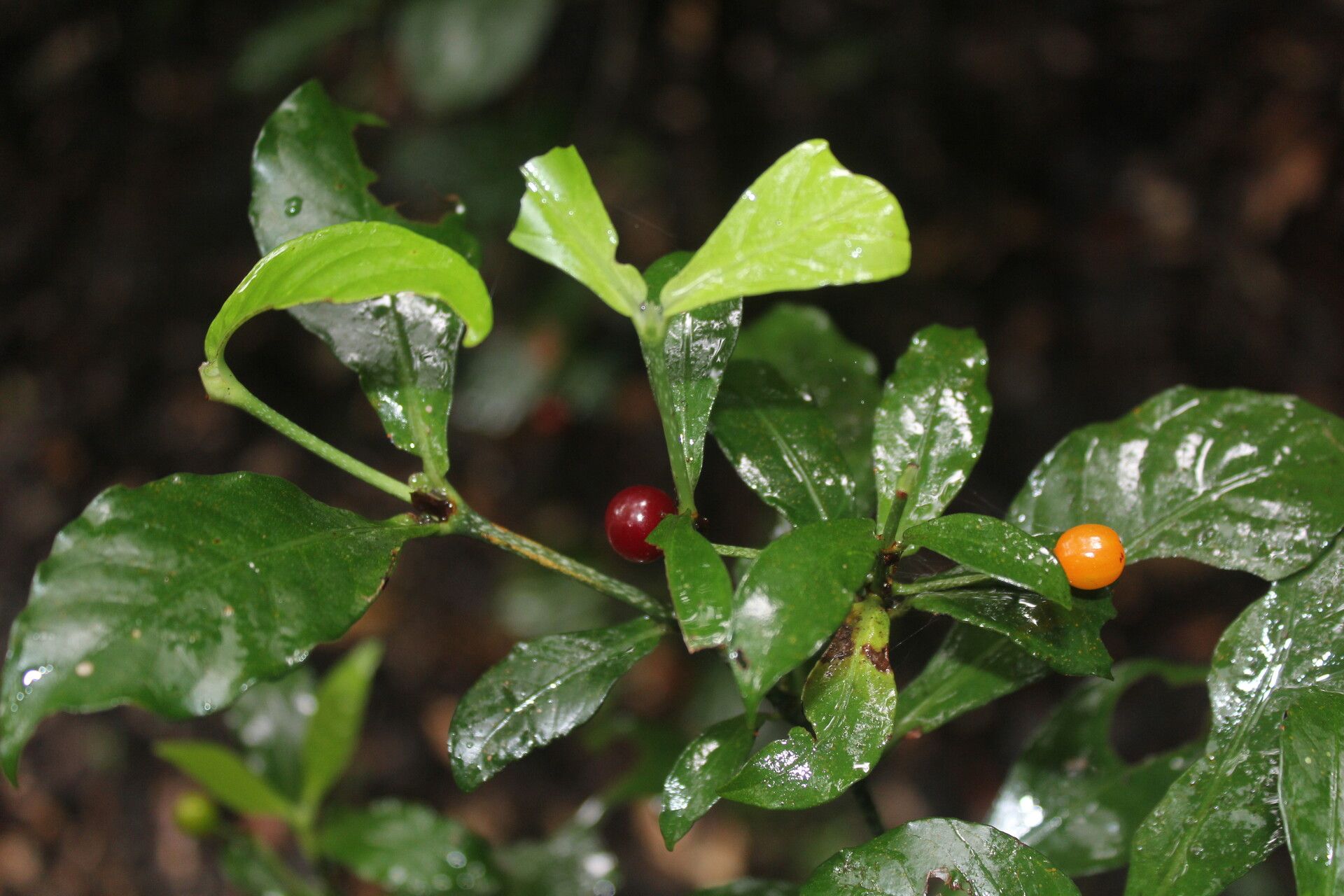 Psychotria orosiana — houseplant care guide