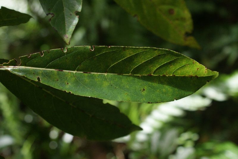 Turraea rutilans — houseplant care guide