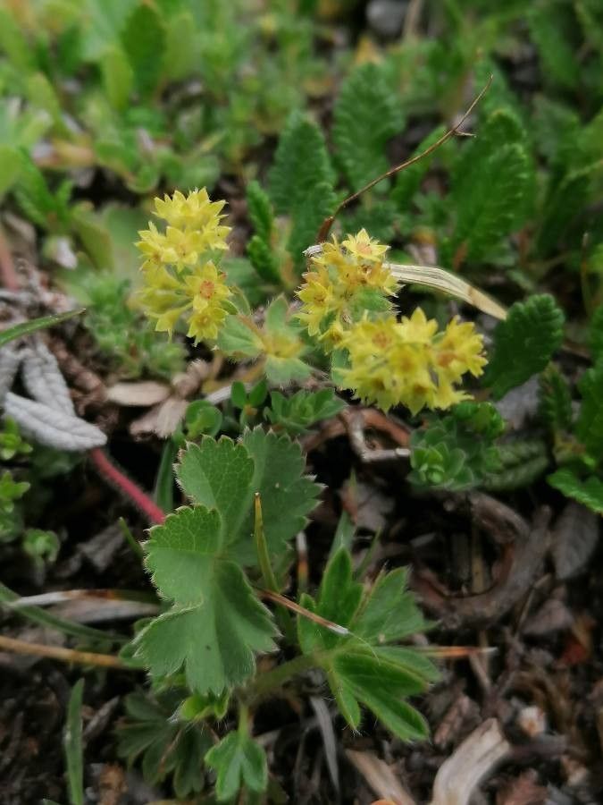 Alchemilla fissa flower