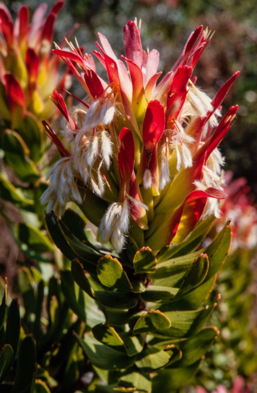 Mimetes cucullatus flower