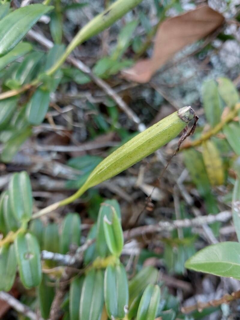 Jumellea confusa fruit