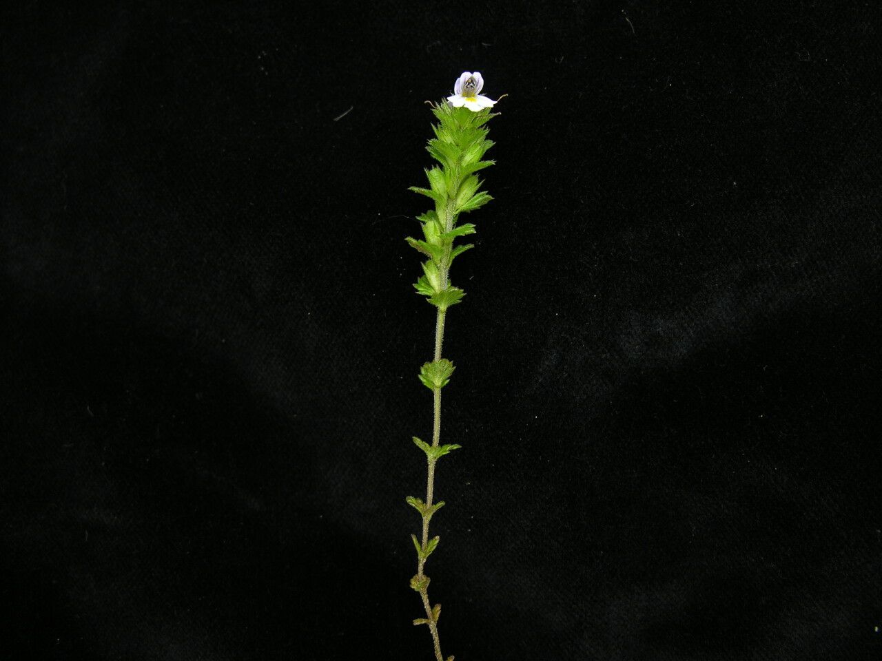 Euphrasia himalayica — search result for 'Euphrasia'