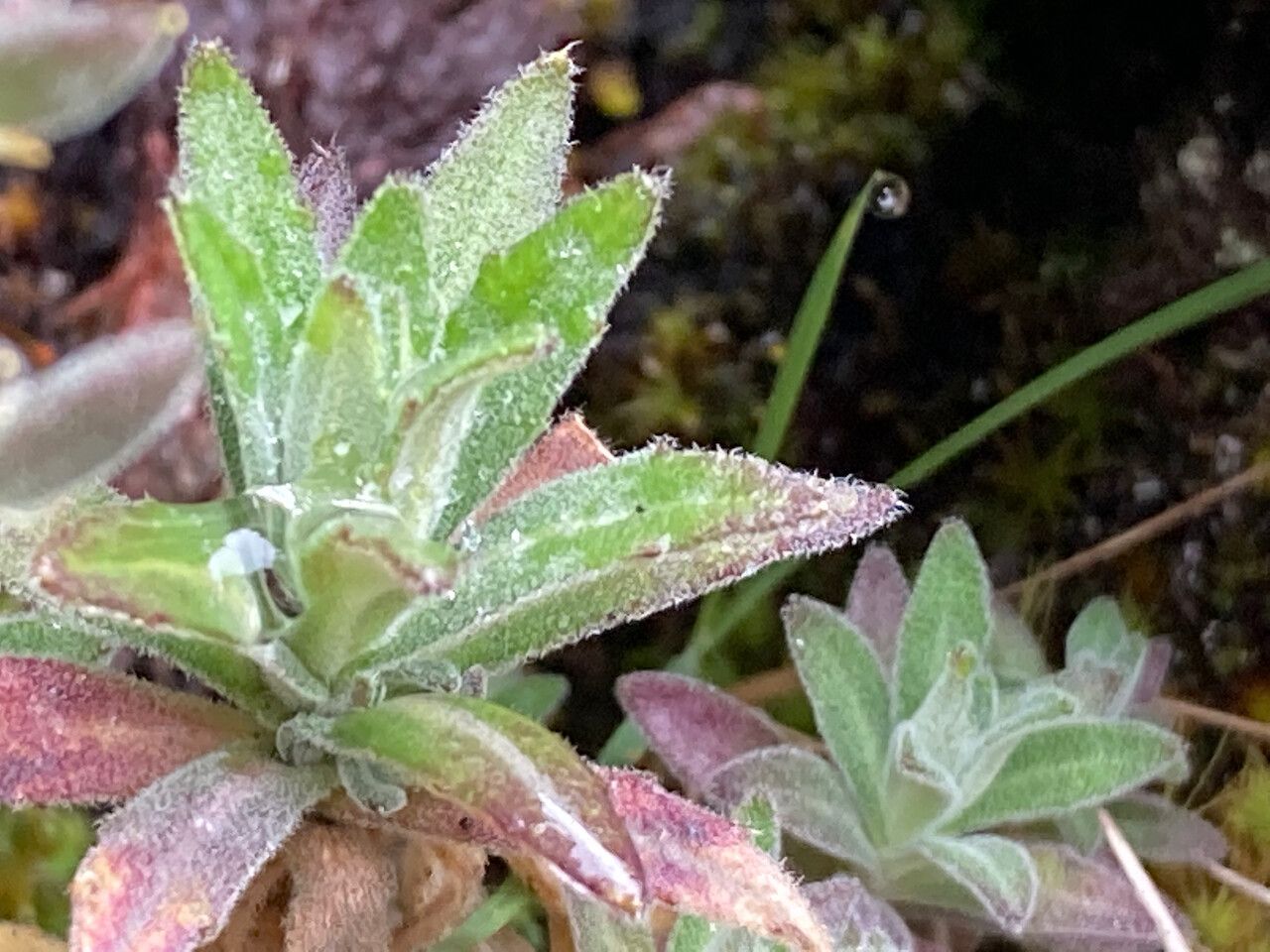 Draba hallii — houseplant care guide