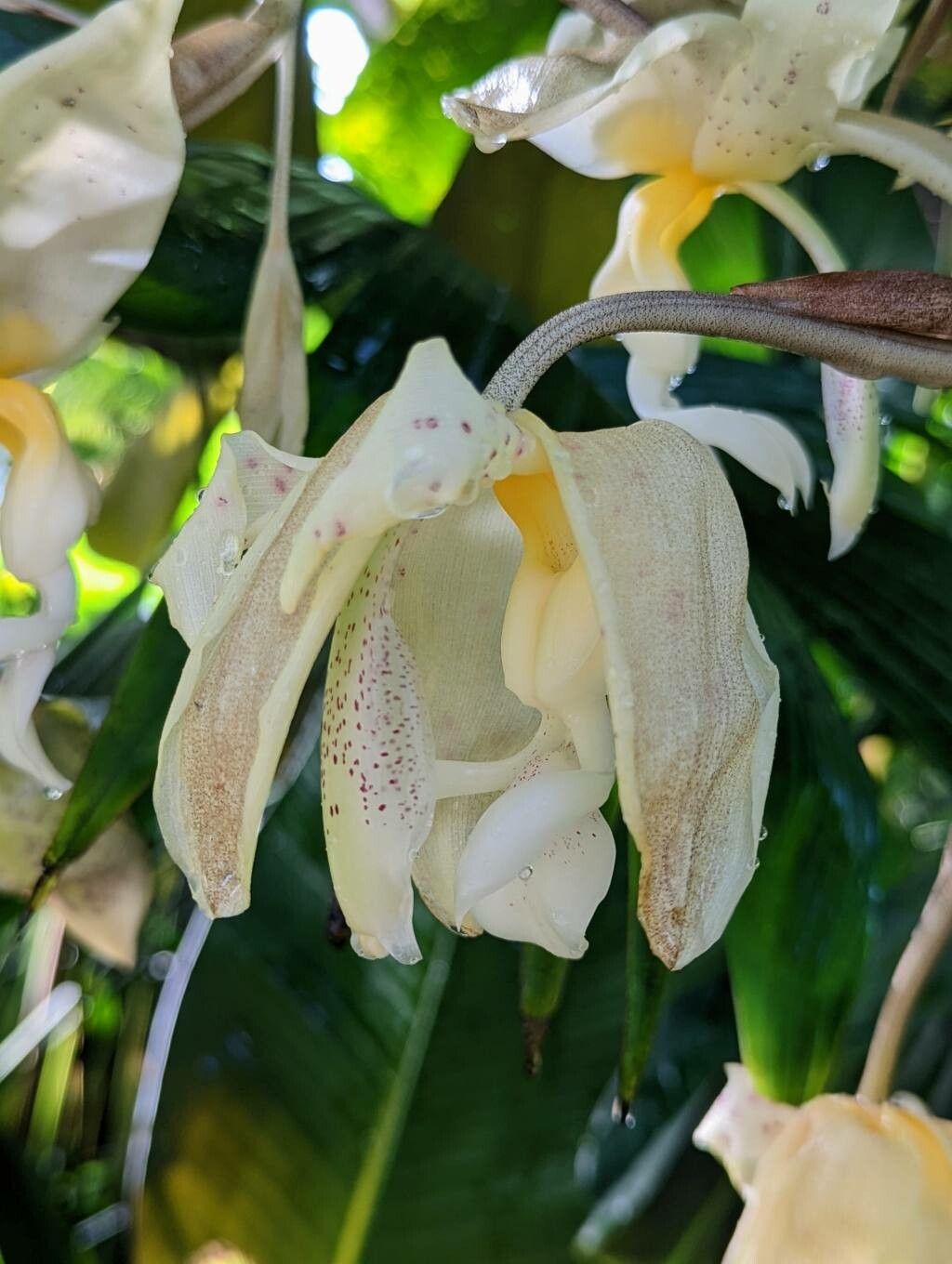 Stanhopea panamensis flower
