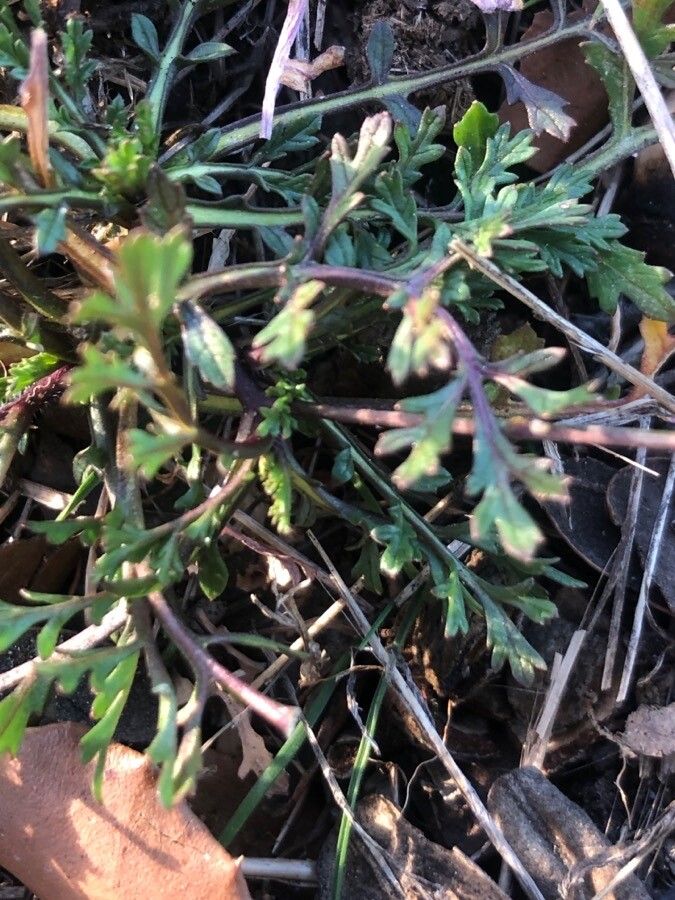 Diplotaxis catholica leaf
