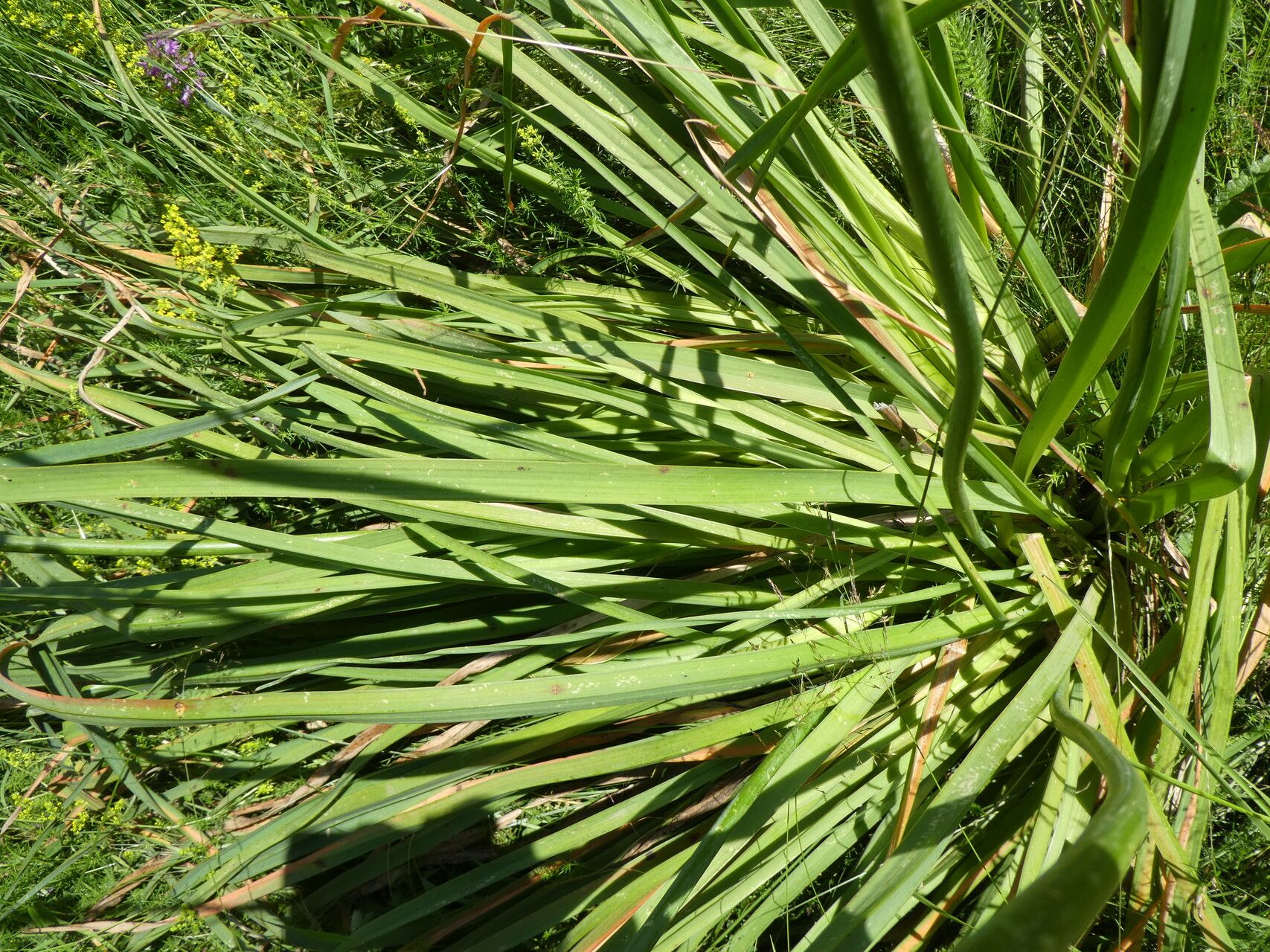 Asphodelus cerasifer leaf