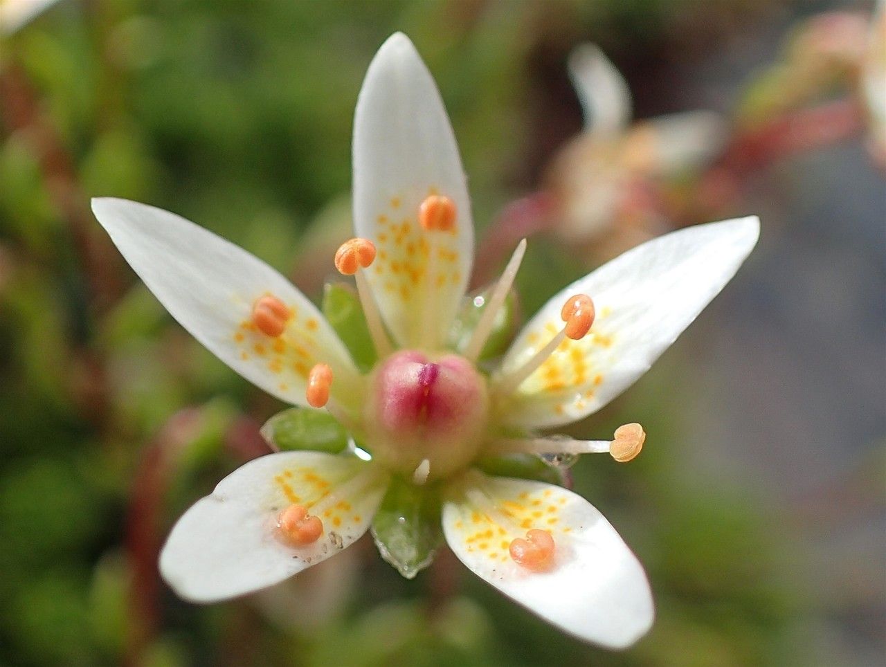 Saxifraga bryoides flower