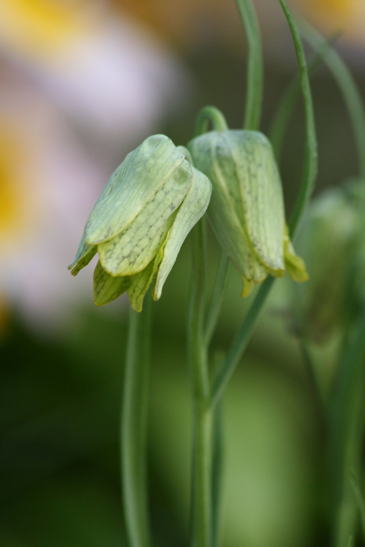 Fritillaria whittallii flower
