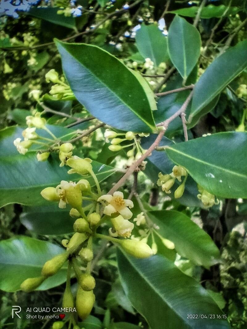 Aquilaria sinensis flower