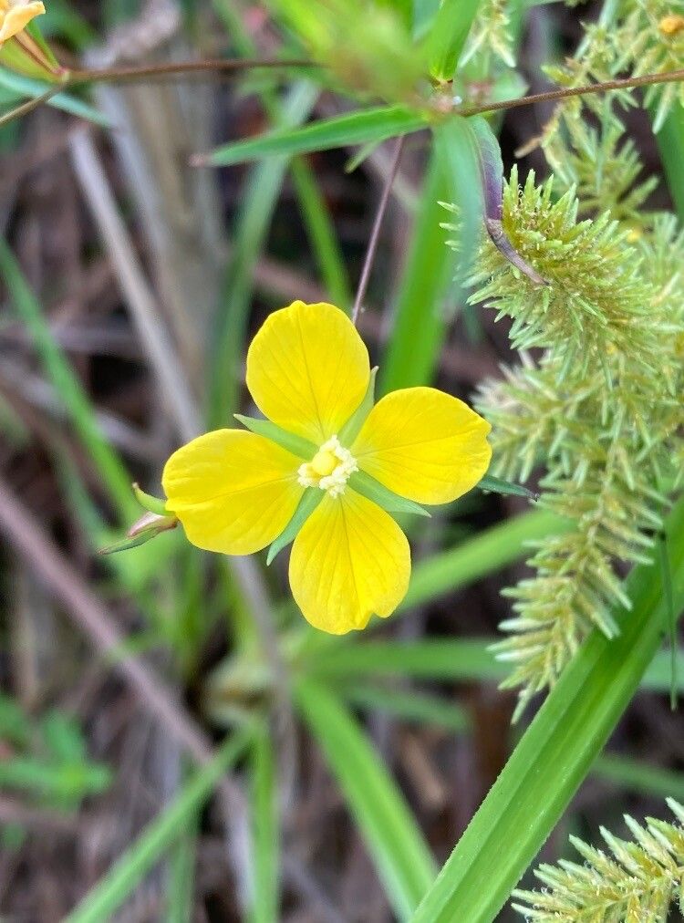 Ludwigia linearis flower