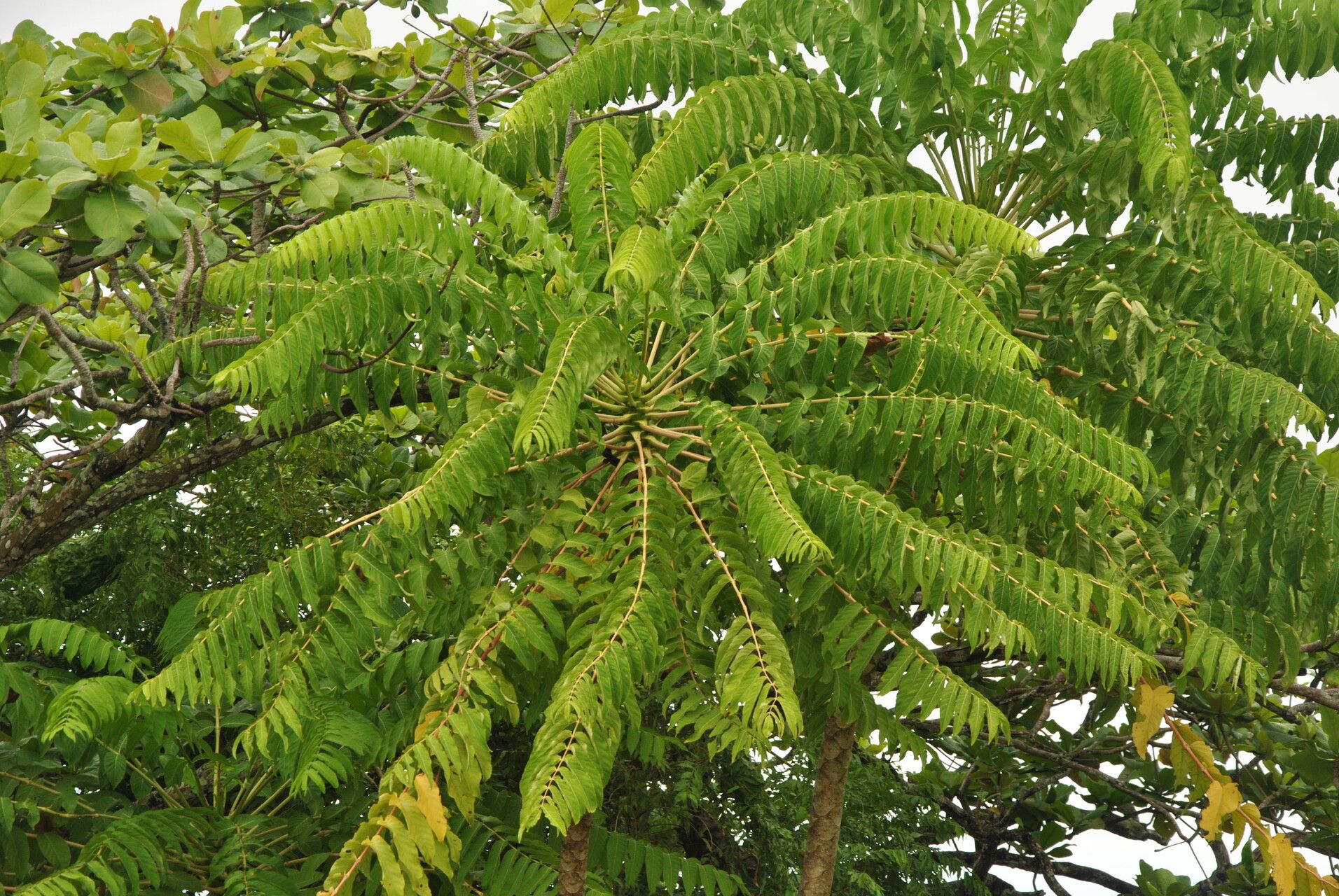 Polyscias nodosa — search result for 'Polyscias'