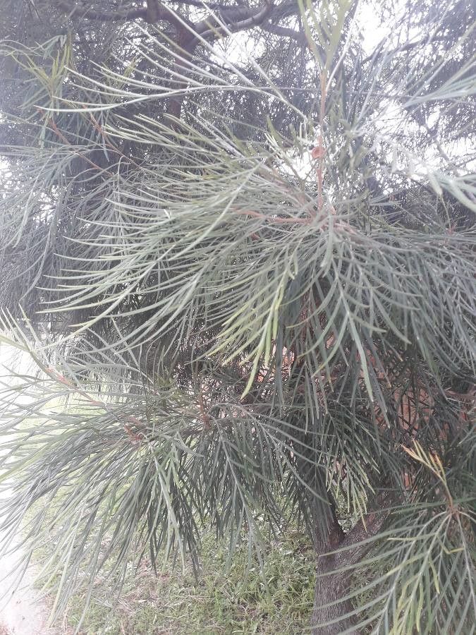 Grevillea leucopteris leaf