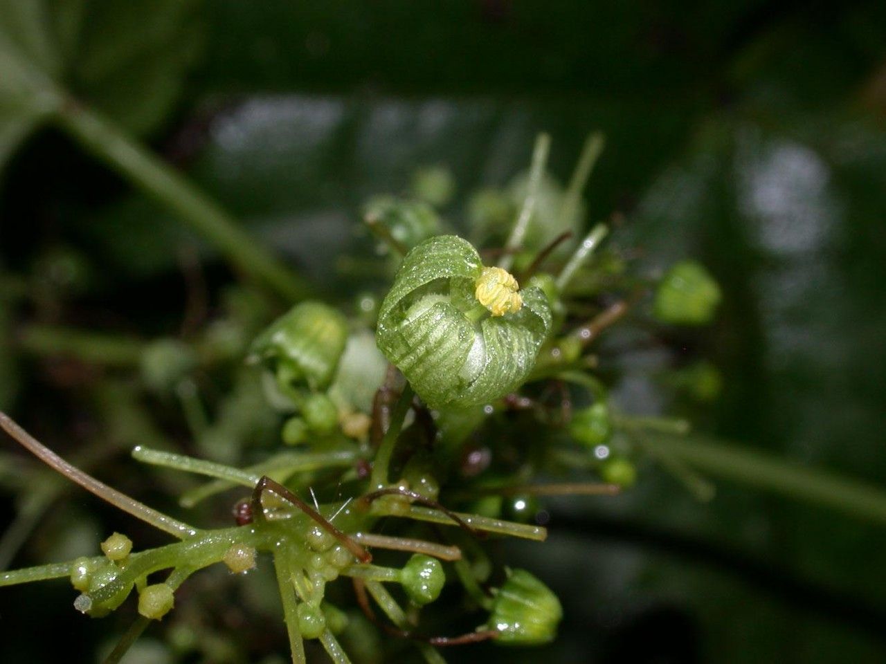 Sechium pittieri fruit